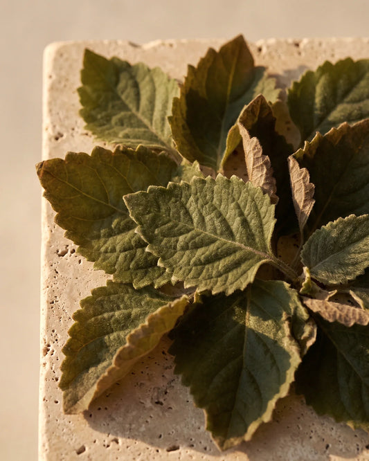 Soft, toothed patchouli leaves seen from above in warm light — the deep, earthy scent of Delune Patchouli Pure Essential Oil
