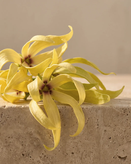 Fresh ylang-ylang flowers with long twisting yellow petals on warm travertine — the rich, heady floral scent of Delune Ylang Ylang Pure Essential Oil