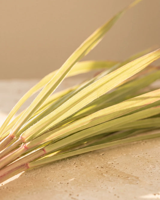 Fresh citronella grass blades glowing in warm backlight on travertine — the bright, lemony scent of Delune Citronella Pure Essential Oil