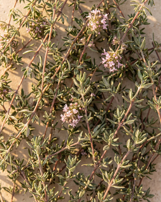 Fresh thyme sprigs with tiny pink flowers seen from above in warm light — the warm, spicy herbal scent of Delune Red Thyme Pure Essential Oil