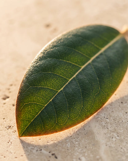 A single glossy rhododendron leaf backlit on warm travertine — the fresh, green-balsamic scent of Delune Rhododendron Leaf Pure Essential Oil