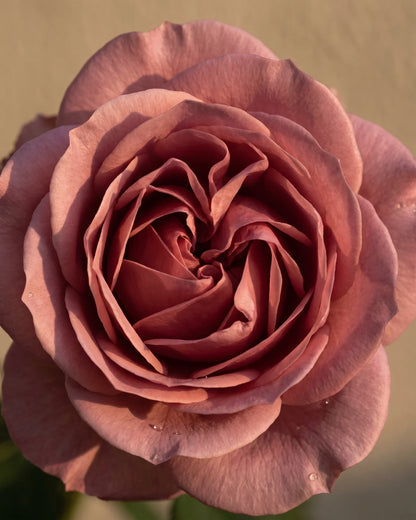 Looking into a fully open dusty-pink Damask rose in warm light — the lush, romantic floral scent of Delune Rose Pure Essential Oil